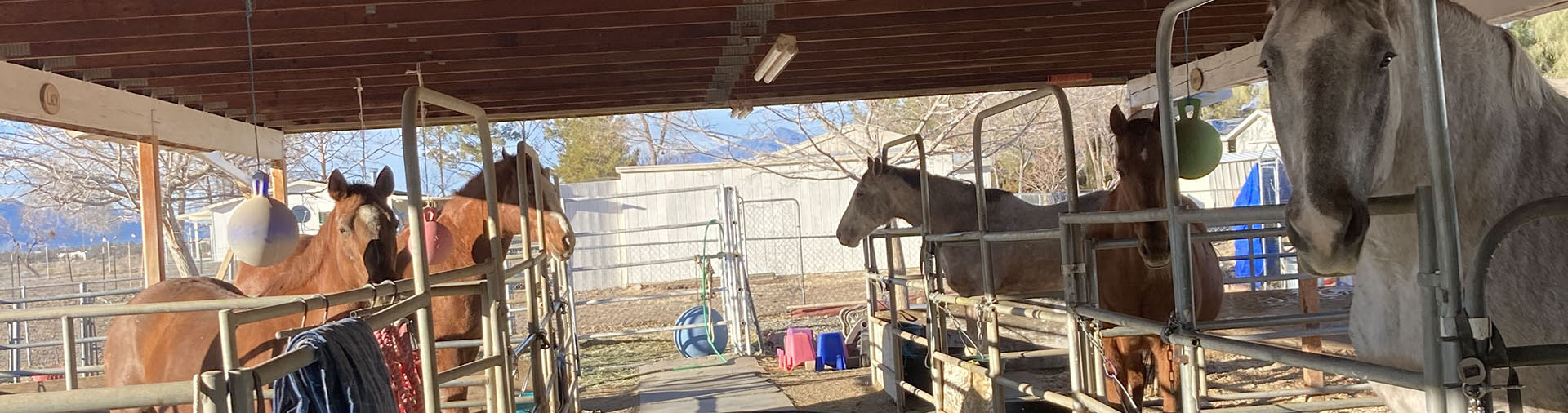 our horses